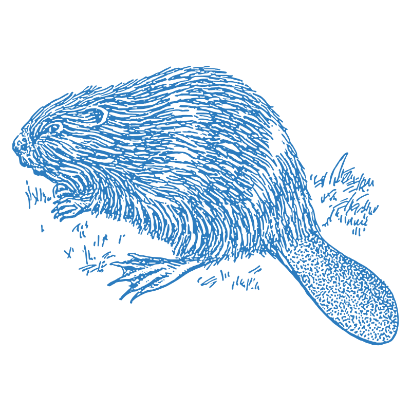 Stylized blue beaver illustration