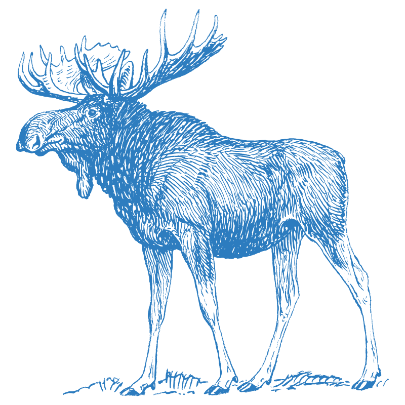 Stylized blue moose illustration